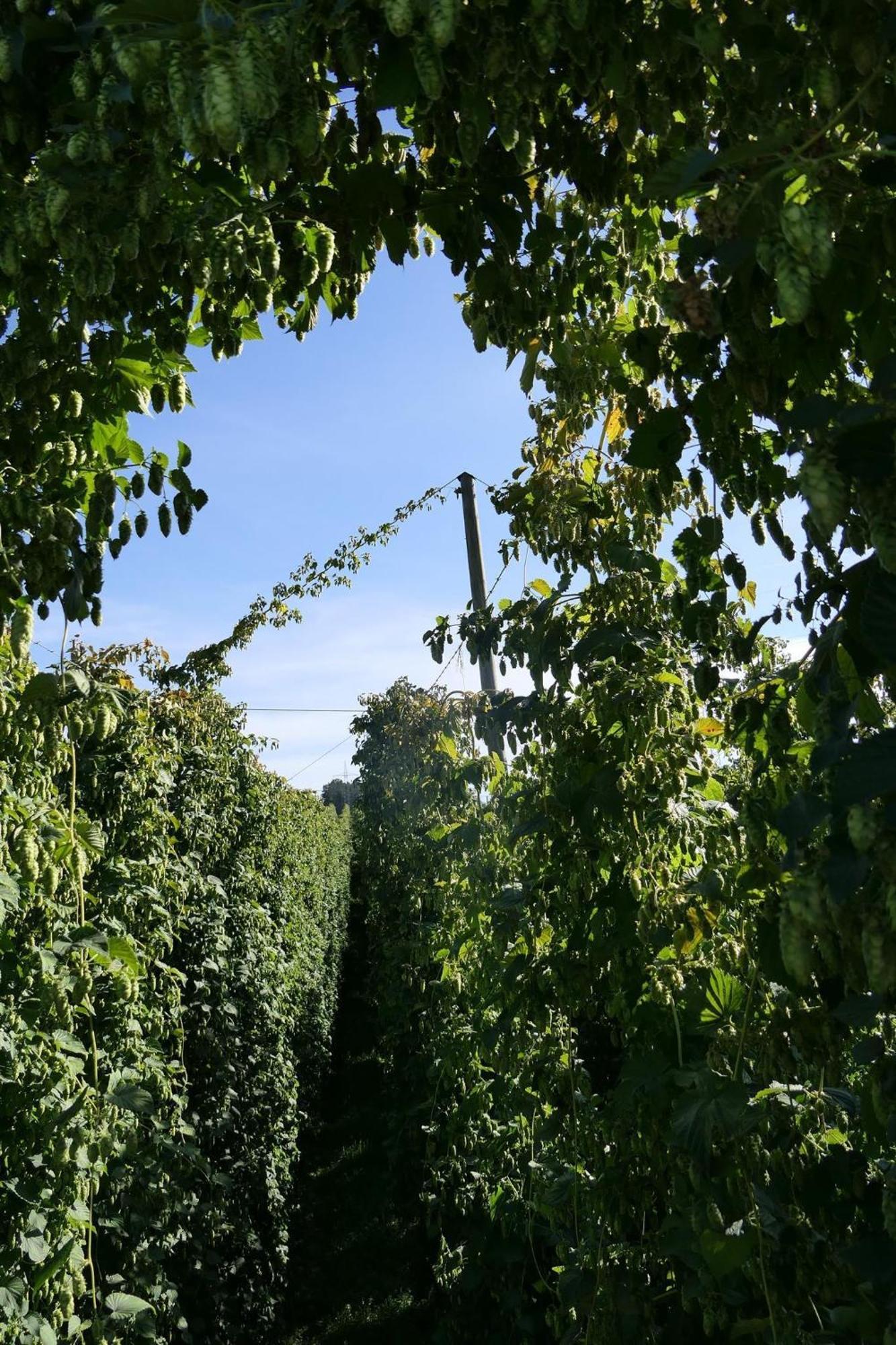 Ferienhof Hopfgaertle Mueller Bodnegg Exteriér fotografie